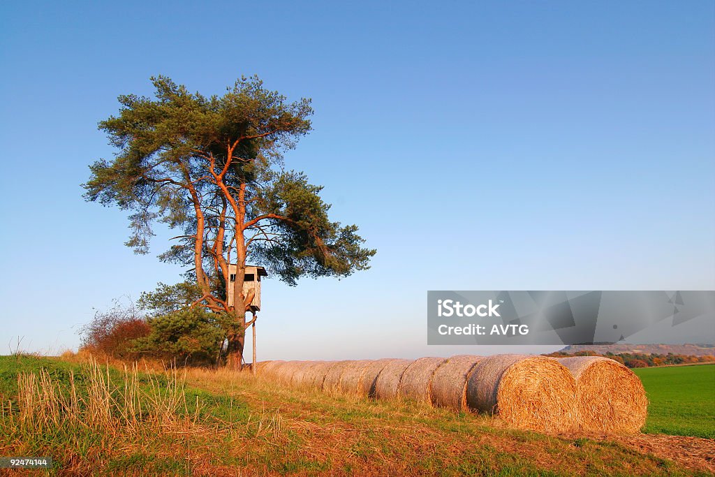 Hay Bales unter Pine Tree - Lizenzfrei Agrarbetrieb Stock-Foto