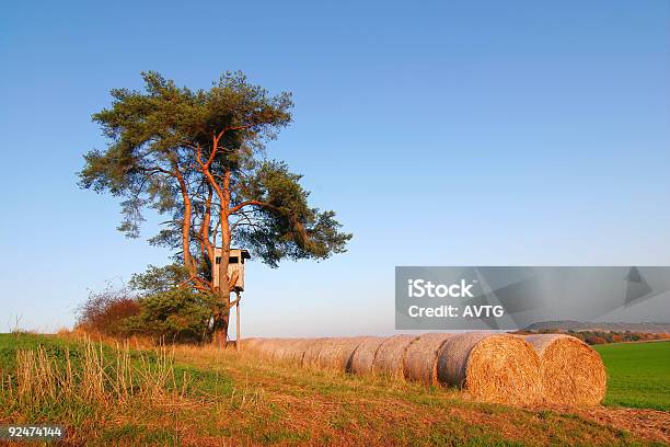 Hay Bales En Pine Tree Foto de stock y más banco de imágenes de Abeto - Abeto, Abeto Picea, Agricultura