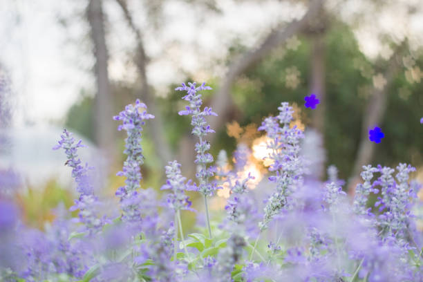 istock Field of Blue salvia flowers.(selective focus) 924741896