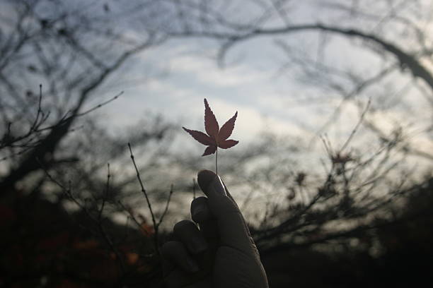 Kyoto Maple Leaf stock photo