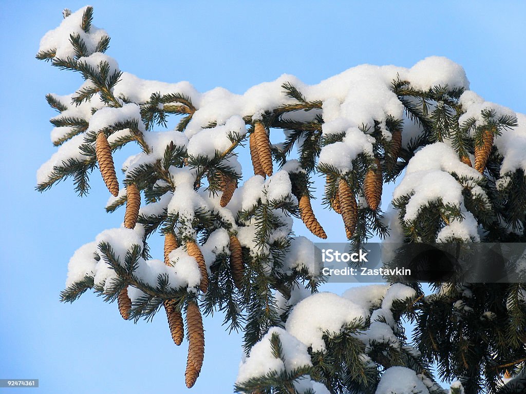 枝のファーの雪 - カラー画像のロイヤリティフリーストックフォト