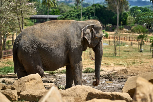 istock Asian elephant in national park 924743856
