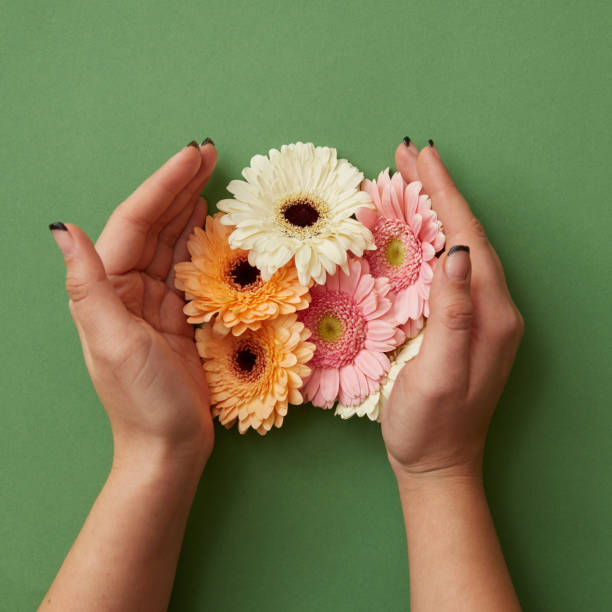 istock Female hands hold different gerbera flowers on a green paper background 924744586