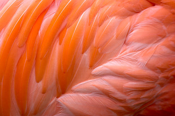 istock flamingo body detail 92474472