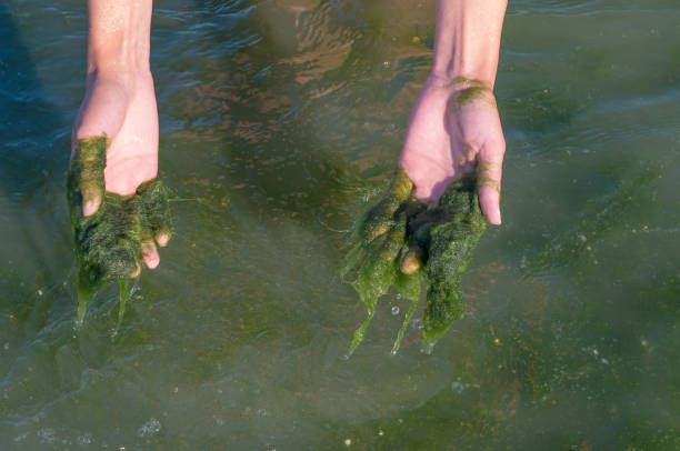 grüne algen auf den händen, schlammigen wasser - algae slimy green water stock-fotos und bilder