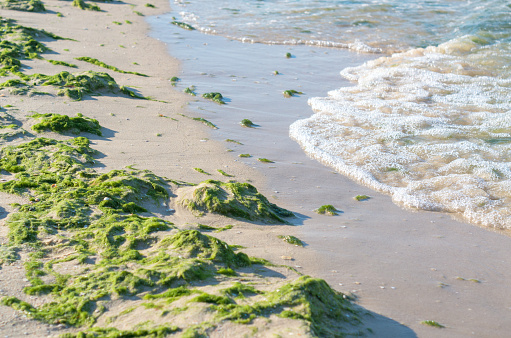 sea beach polluted with green algae, surf.
