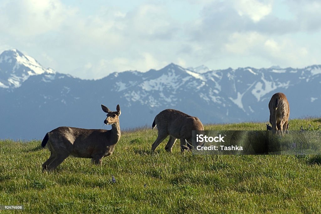 Pascolo di cervo - Foto stock royalty-free di Hurricane Ridge