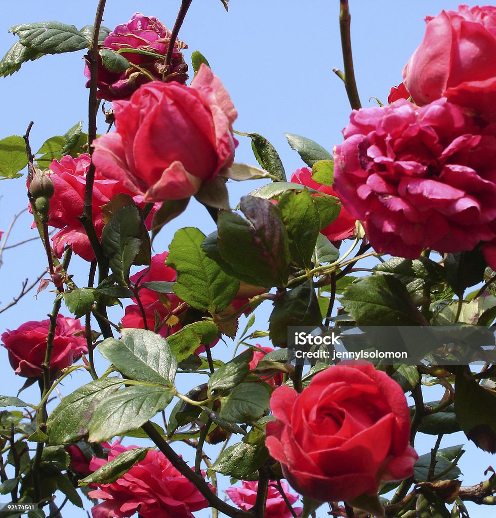 Rosa Rose - Foto stock royalty-free di Allegoria