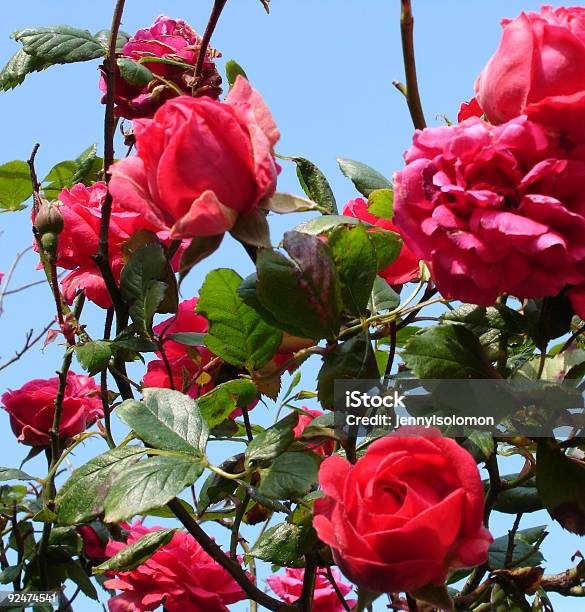 Rosa Rose - Fotografie stock e altre immagini di Allegoria - Allegoria, Amore, Cespuglio