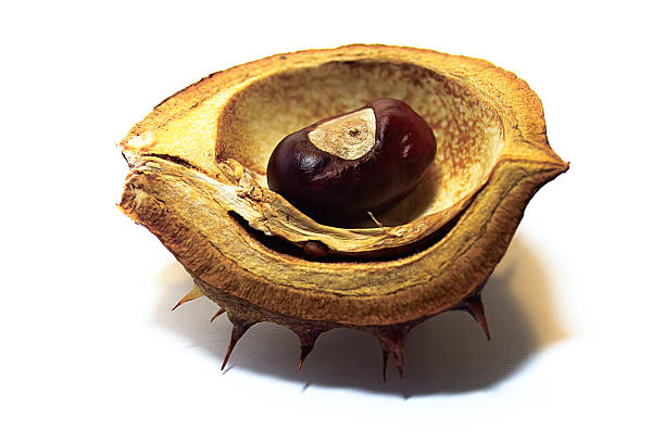 Chestnut  cusp stock pictures, royalty-free photos & images