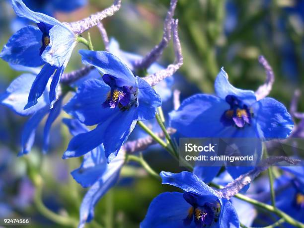 Niebieskie Kwiaty - zdjęcia stockowe i więcej obrazów Bez ludzi - Bez ludzi, Dzień, Egzotyka