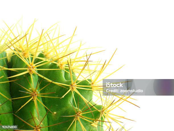 Cactus Backgroud3 Foto de stock y más banco de imágenes de Afilado - Afilado, Amarillo - Color, Animal doméstico
