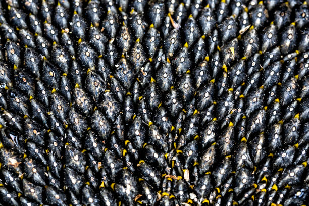 Sunflower seeds connected to suflower head ordered in regular crowded lines. Top view, macro, full frame background