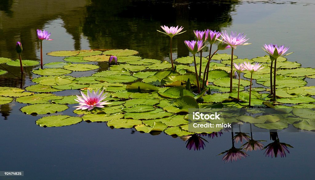 Purple Waterlilies  Aquatic Organism Stock Photo
