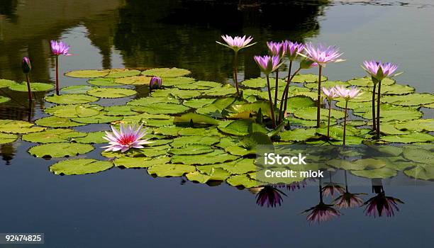 Purple Waterlilies Stock Photo - Download Image Now - Aquatic Organism, Blossom, Buddhism