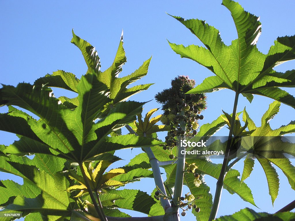 Wunderbaum 1 - Lizenzfrei Blau Stock-Foto