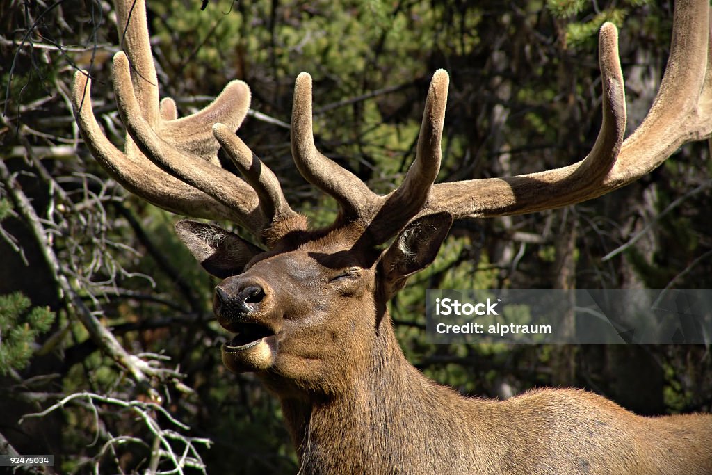 elk bugling de touro - Foto de stock de Animais Machos royalty-free