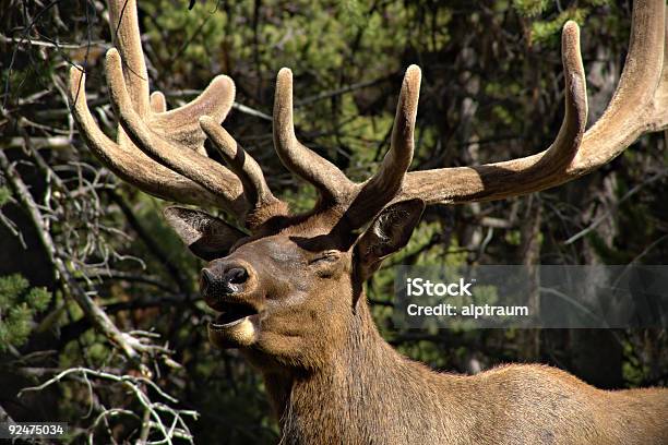 Foto de Elk Bugling De Touro e mais fotos de stock de Animais Machos - Animais Machos, Animal, Animal selvagem