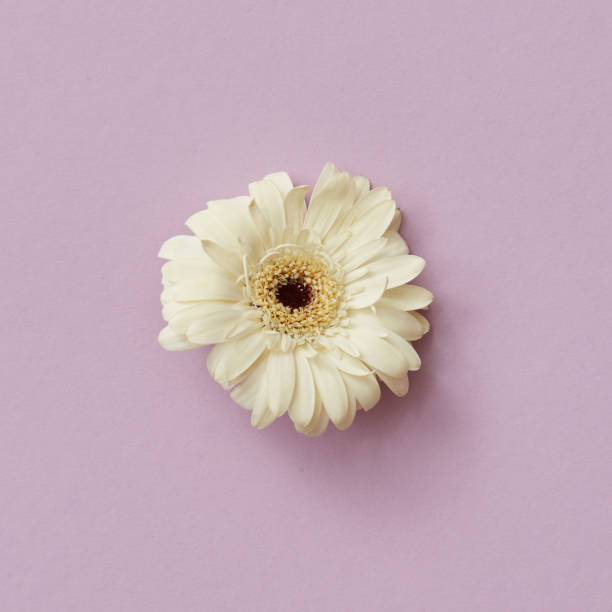 istock White gerbera flower isolated on a pink background. Spring concept 924752954