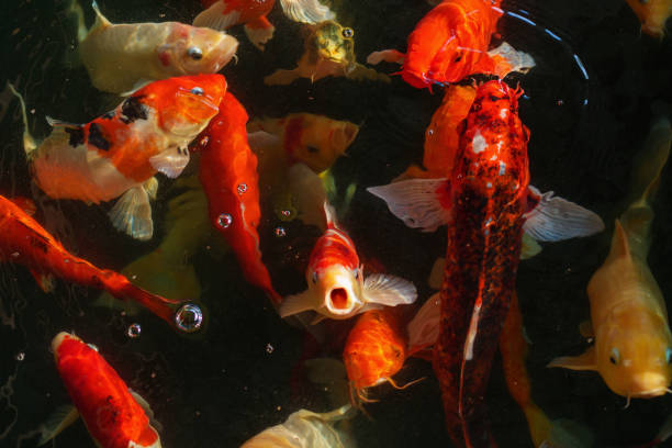 istock Koi, Fancy Carp are swimming in above water surface 924753730