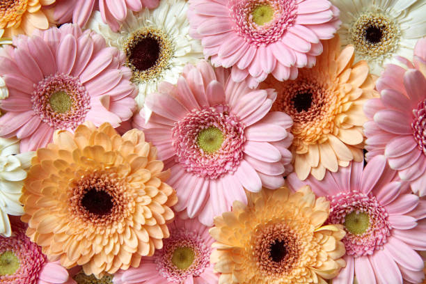 istock Bright floral background of gerberas, greeting card. Spring concept 924754738