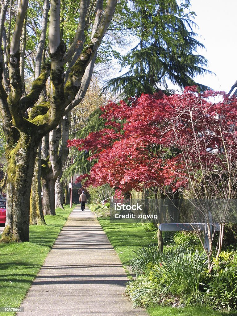 sunny sidewalk A sidewalk surrounded by green grass and mossy trees Adult Stock Photo