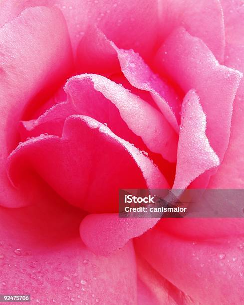 Basta Rose Rosa - Fotografie stock e altre immagini di Acqua - Acqua, Aiuola, Amore