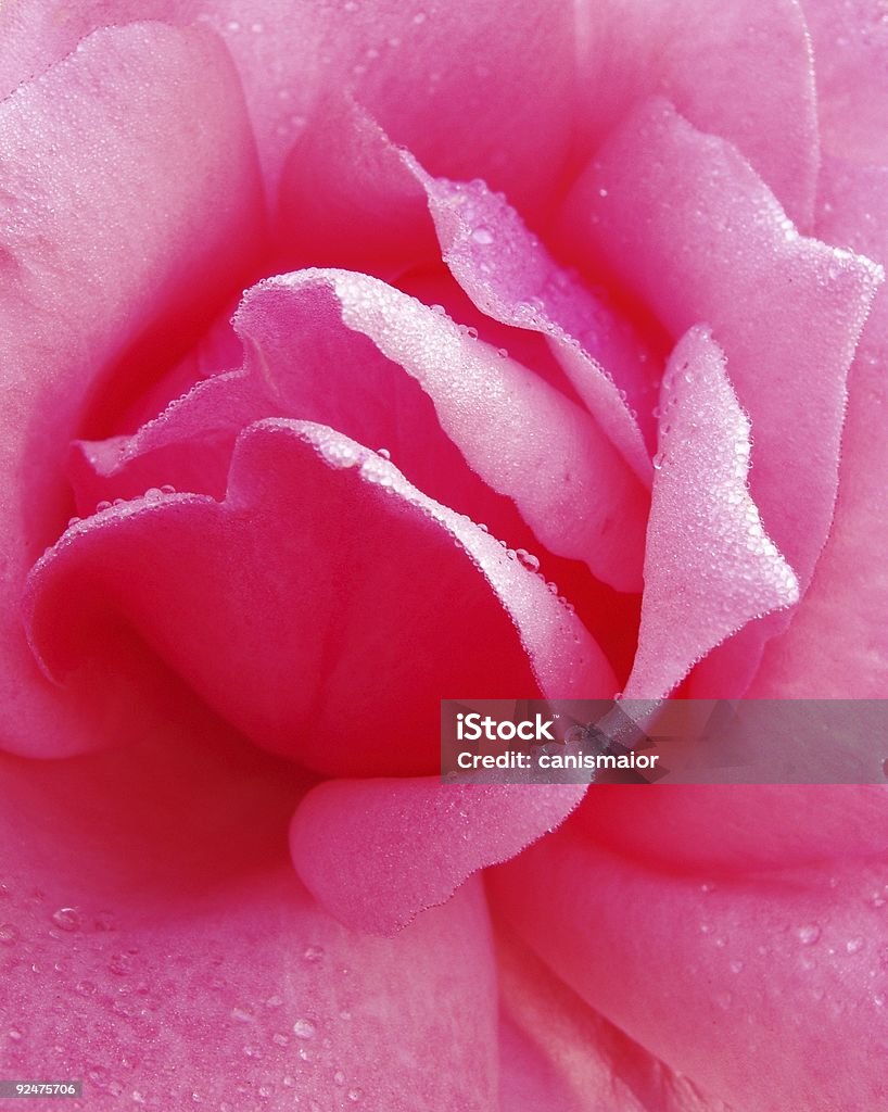 Basta Rosa-de-rosa - Royalty-free Amor Foto de stock