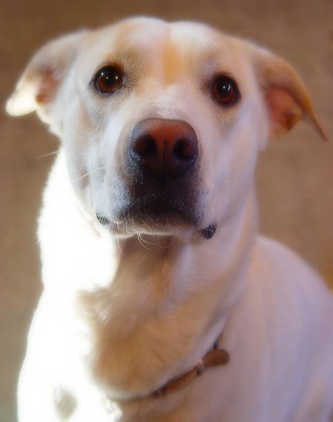 istock labrador golden retriever mix dog 92475768