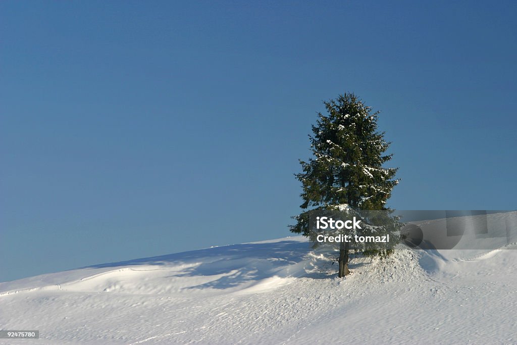 Solo en el invierno. - Foto de stock de Abeto Picea libre de derechos