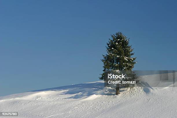 Solo In Inverno - Fotografie stock e altre immagini di Albero - Albero, Albero sempreverde, Ambientazione esterna