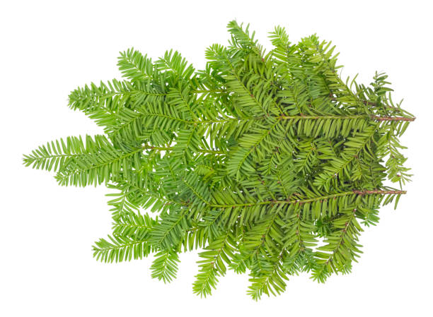 istock Branche of an evergreen coniferous  Yew  xmas tree. 924759958