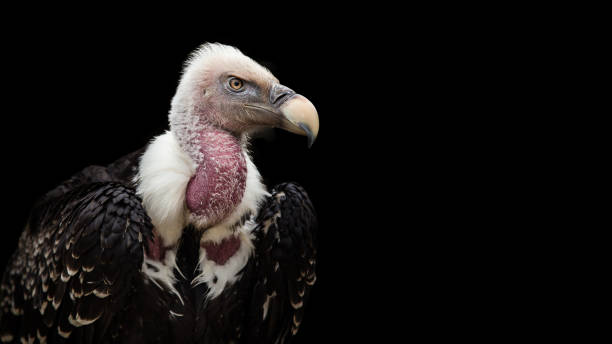 A Ruppell's Griffon Vulture (Gyps rueppellii A Ruppell's Griffon Vulture (Gyps rueppellii), portrait, close-up, isolated on gray background. vulture stock pictures, royalty-free photos & images