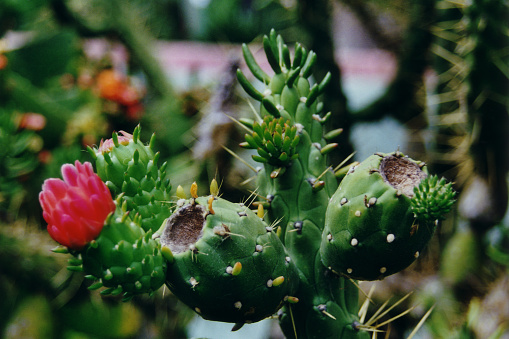 A cactus bloom