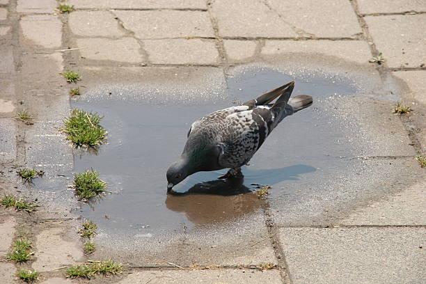 Pigeon drinking water stock photo