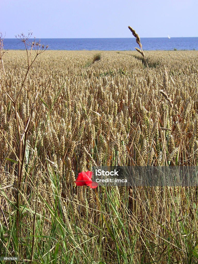 Mohn in Weizen und Wasser nahrhaften - Lizenzfrei Abgeschiedenheit Stock-Foto