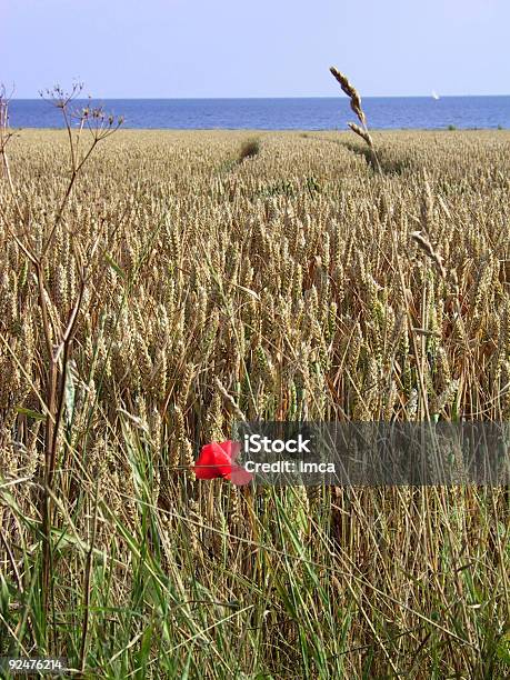 Mohn In Weizen Und Wasser Nahrhaften Stockfoto und mehr Bilder von Abgeschiedenheit - Abgeschiedenheit, August, Baltikum