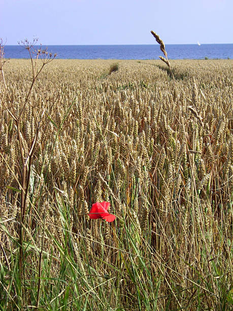poppy within nourishing wheat and water stock photo