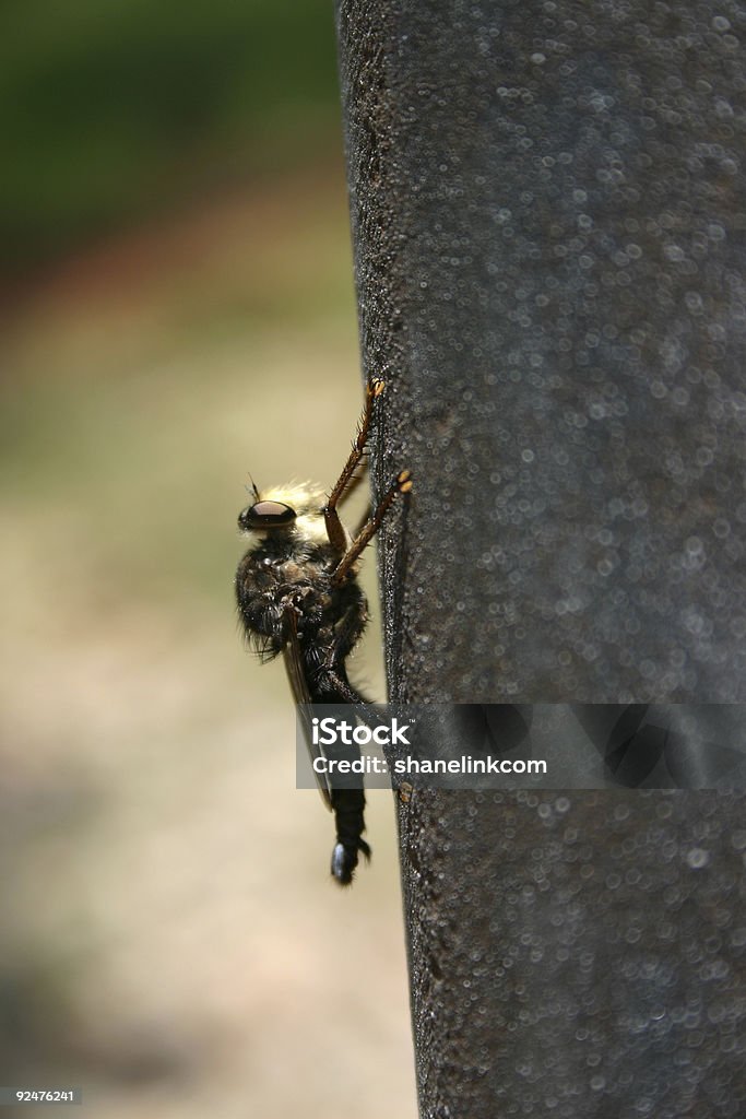 Horsefly de Oklahoma - Foto de stock de Ala de animal libre de derechos