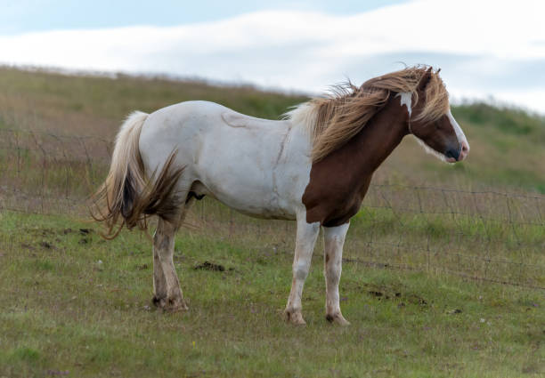 istock Icelandic horse in a pasture in Iceland 924765220