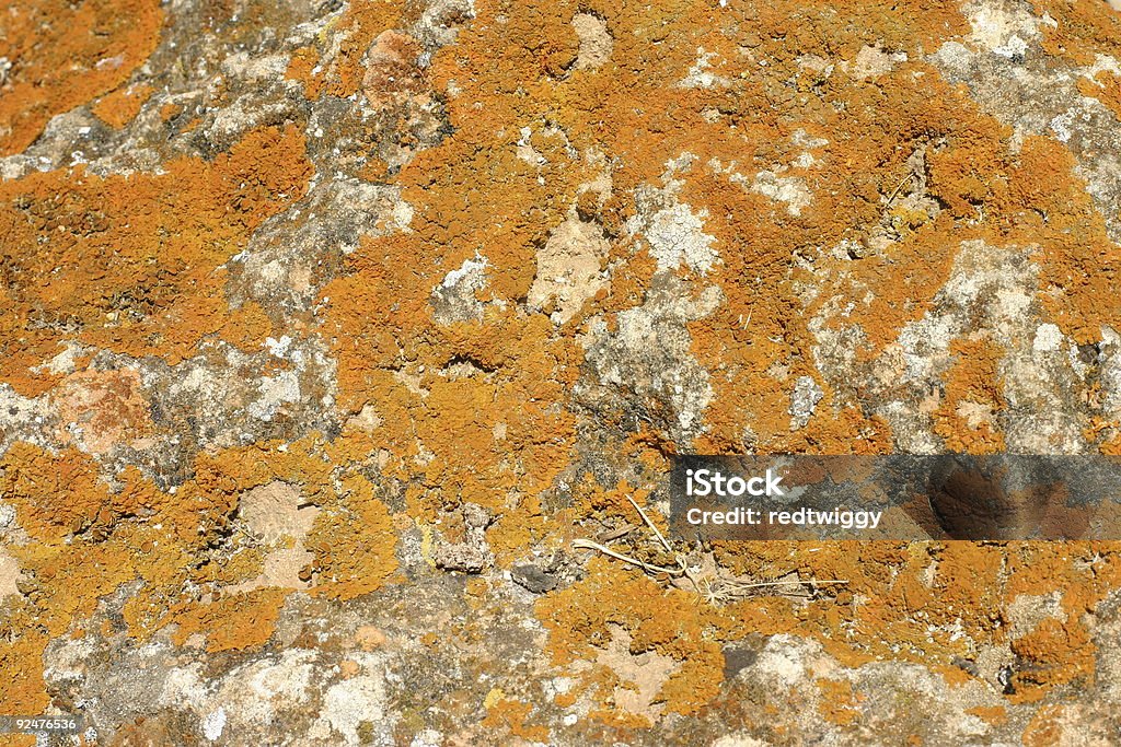 orange moss  Abstract Stock Photo