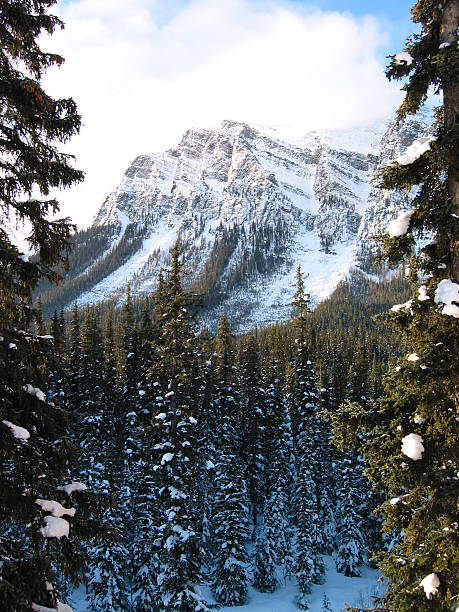 Snow Covered Forest and Mountain stock photo