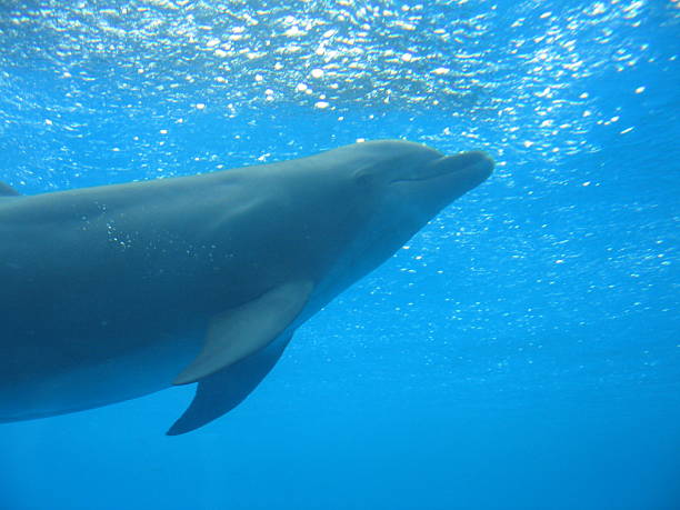 istock Aquarium porpoise 92476630