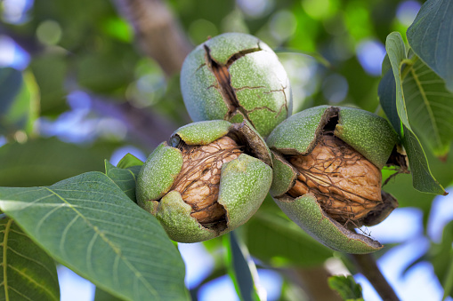 Ripe walnuts on branch