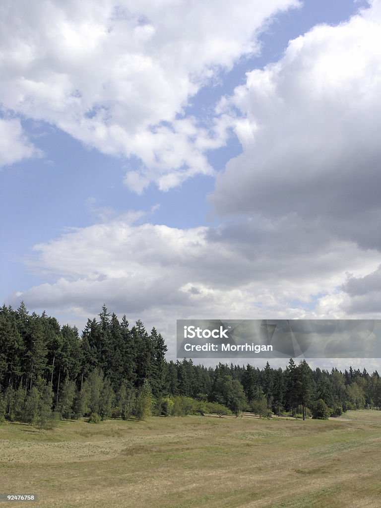 Field, el bosque y cielo - Foto de stock de Abeto libre de derechos