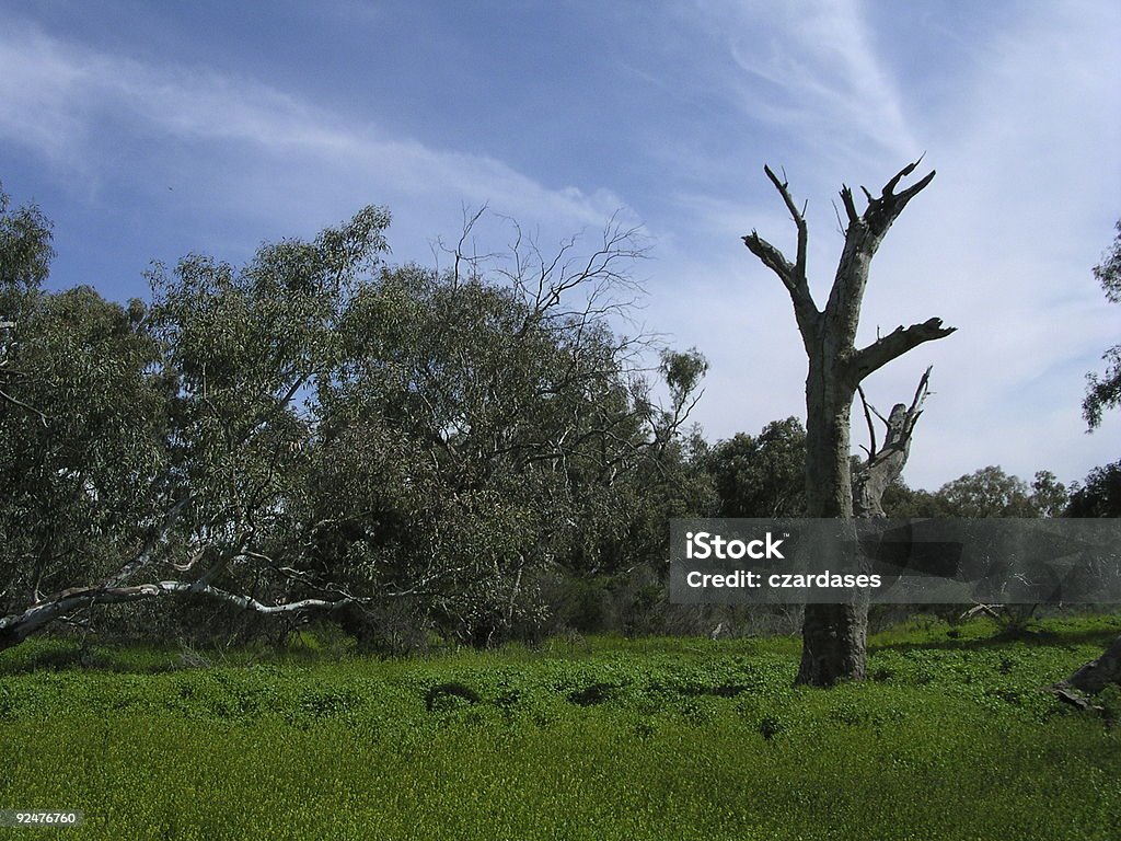 Parc National de Mutawintji - Photo de Arbre libre de droits