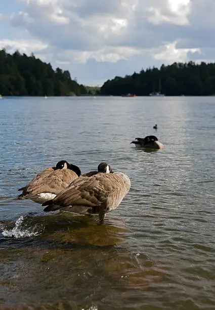 Two sleeping geese on a stone in water.