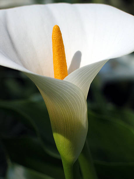 istock Lily of the valley 92476810