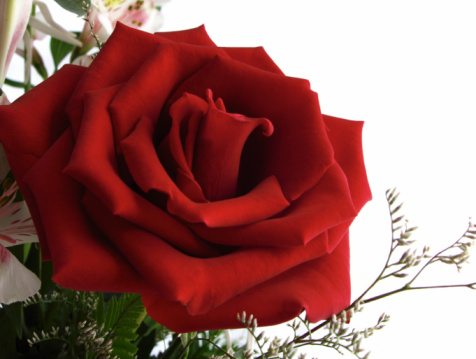 Close-up image of the red and white rose called \