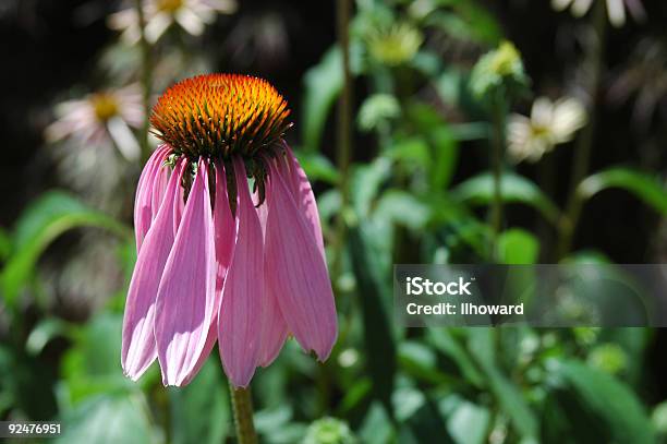 Roxo Equinácea Púrpura - Fotografias de stock e mais imagens de Amarelo - Amarelo, Ao Ar Livre, Beleza